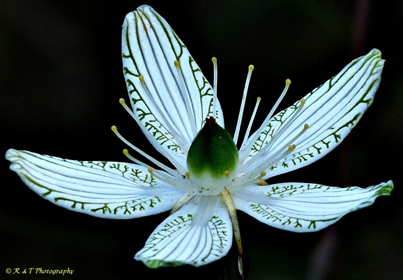 {Parnassia grandifolia}